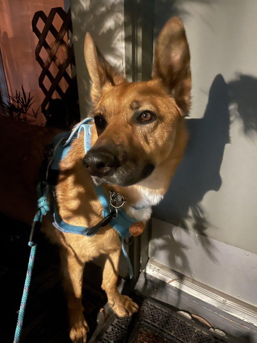 eddiepdoherty's tweet photo. It’s Sunday night, here’s a photo of Fox https://t.co/04VeawT1Ys