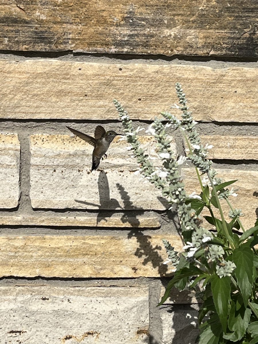Amazing!  #Hummingbird