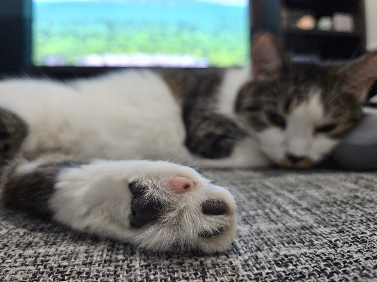 tonchi101's tweet photo. ¿Aquí es donde se venden las fotos de patas? https://t.co/kT3ABejwQA