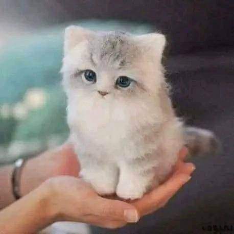 الحياء لا يأتي إلا بخير