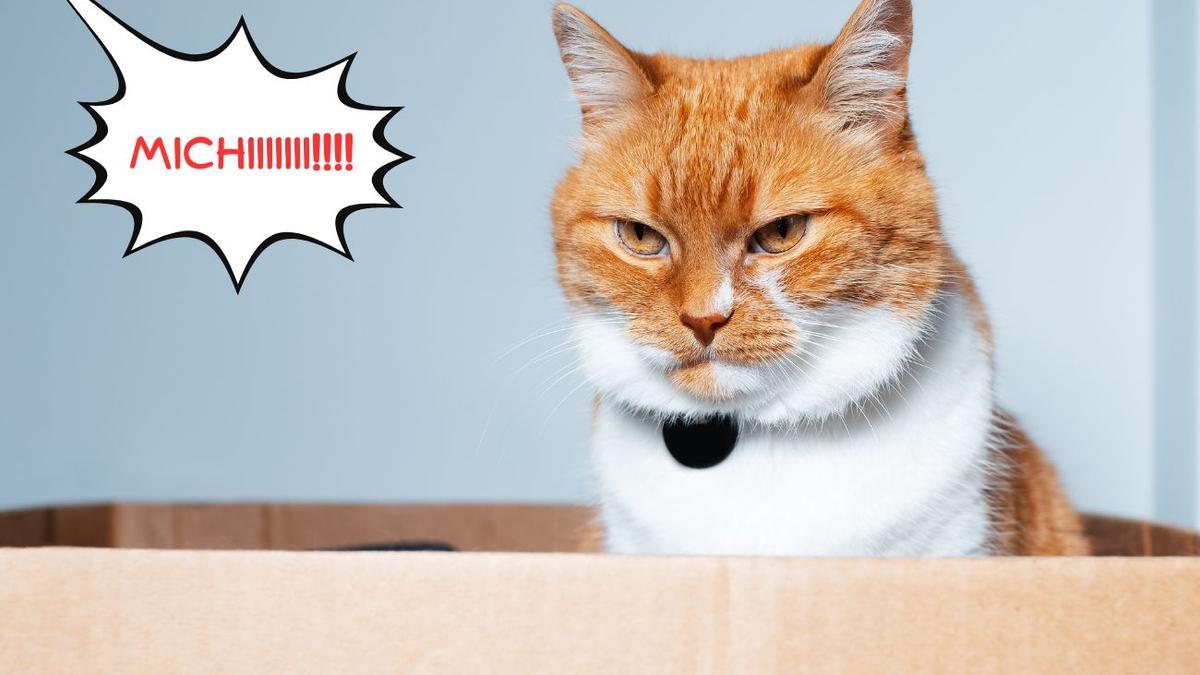 Dairo Alberti tweet media