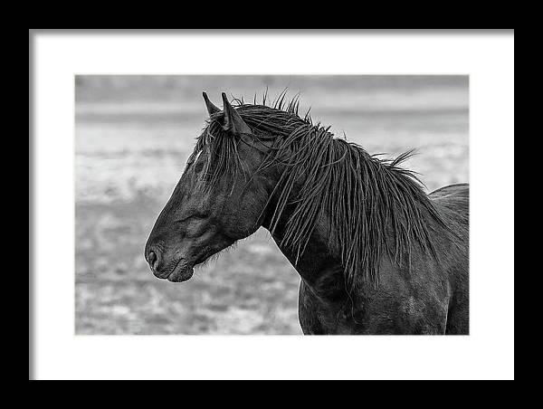 #MustangMonday Portrait of a wild horse! Find It Here: fon-denton.pixels.com/featured/portr… #WildHorses #Horses #Artwork #WallArt #BuyIntoArt #Horse #FramedPrint #AYearForArt #HomeDecor #WildHorseArt #HorseLovers #Equine #BlackAndWhitePhotography #GiftIdeas #Gifts #PhotographyIsArt