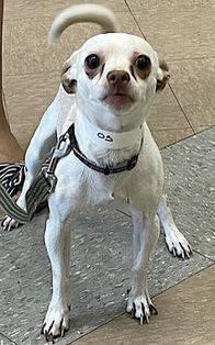 TomJumboGrumbo's tweet photo. His owner had personal issues, so 9lbs little Coco 178299 landed in NYCACC TBK Tuesday. A scared and small little 3yo in a big terrifying kill pound, he’s described as playful, loves his walks, knows his commands and is a good boy. He needs a chance: he’s available to a VA to ME located family with kids age 13+. Please pledge RT, let’s save Coco!

https://t.co/QoYDdSIJIA
