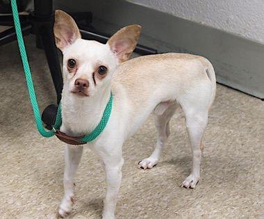 TomJumboGrumbo's tweet photo. His owner had personal issues, so 9lbs little Coco 178299 landed in NYCACC TBK Tuesday. A scared and small little 3yo in a big terrifying kill pound, he’s described as playful, loves his walks, knows his commands and is a good boy. He needs a chance: he’s available to a VA to ME located family with kids age 13+. Please pledge RT, let’s save Coco!

https://t.co/QoYDdSIJIA