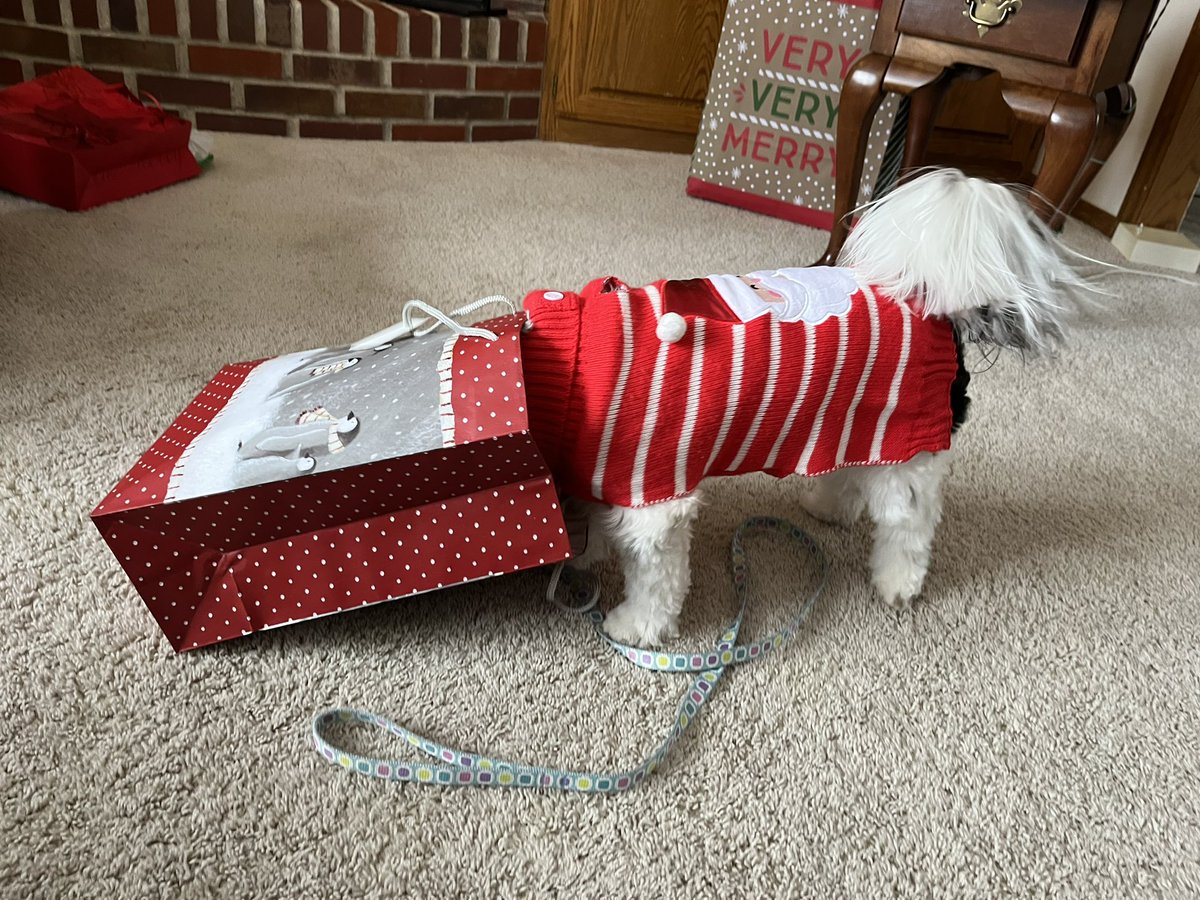 Happy #ChristmasInJuly! Forgot to post #Christmas pics this year, so I decided to do it for Christmas in the summer. Merry sunshine, I guess! 

#christmas2022 #christmasdog #christmascat #christmasgifts