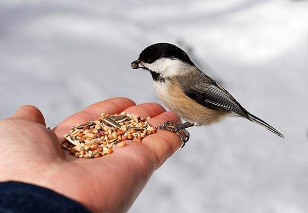 To be kept in heart - The Sama Veda tells us

1- 1/3 of our sins (bad karmas) are removed by those that use bad language against us and defame us. 
2- Another 1/3 of our sins are removed by the beings who eat foods we  donate. 
3- The last 1/3 of our sins are removed by the ants