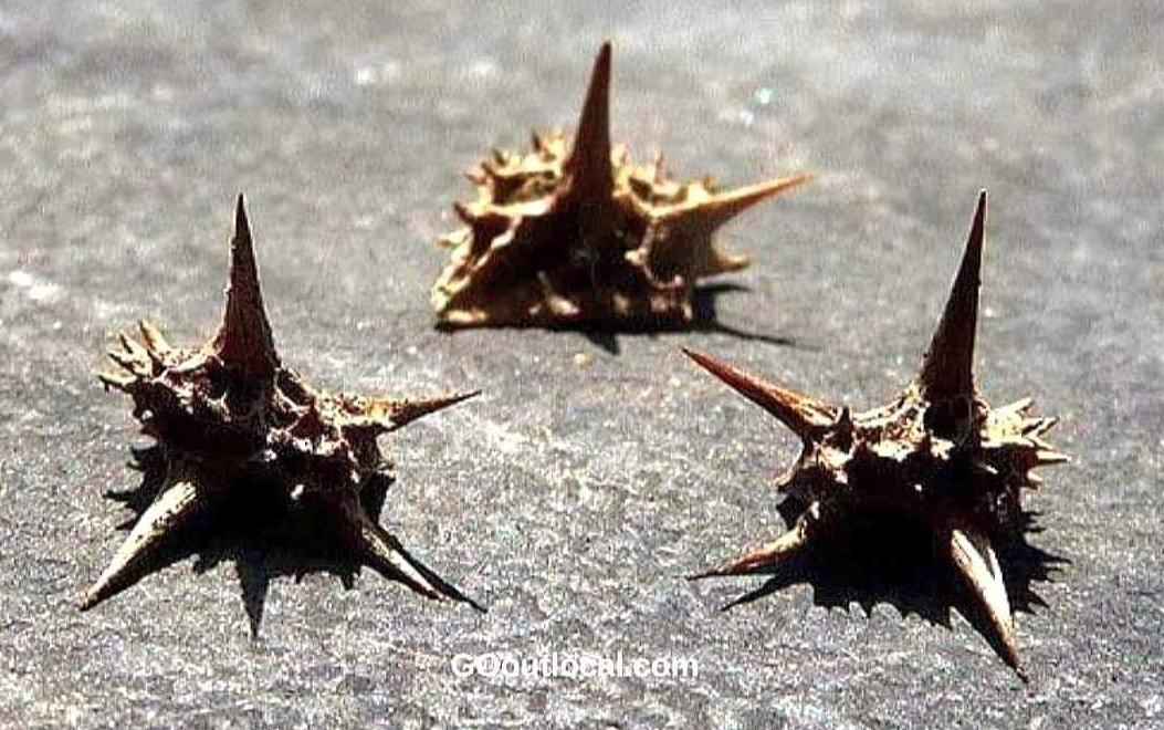 rftte's tweet image. How country kids learn to swear properly...