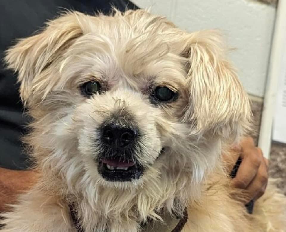 Keith Olbermann's Dogs tweet media