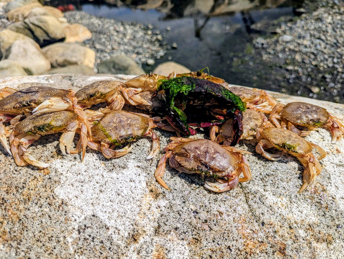 Hey Xeeps...

Can any of my #QualicumBeach friends, or Marine Biologists chime in on this...

My friend and I found many many small dead crabs while walking the ocean shore today.  This picture is only a fraction of the ones that were dead and floating at the edges of the water.