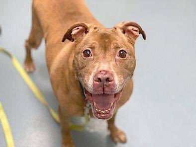 TomJumboGrumbo's tweet photo. Grandma Hera 177925, a wonderful friendly, easy going and tolerant 11yo is TBK in NYCACC Tuesday. She arrived as a stray, has a great behavior rating and is ready and deserving of a wonderful family. Adoptable from any location, she’s dog friendly and suited to a family with kids over 5yo. A beautiful senior we need to save: please pledge RT Hera! Please pledge RT! 

https://t.co/bLZlmHtgV0