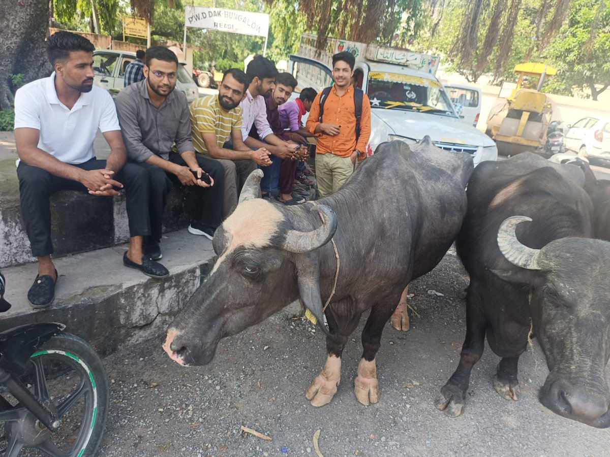 Tribals of J&K have started coming on roads with livestock against the addition of upper castes in schedule tribe. GOI shouldn’t crush nationalist community of J&K by adding upper castes in ST. Syeds,Brahamins,Rajputs,Mahajan are not ST. @TribalArmy @HansrajMeena @BhimArmyChief
