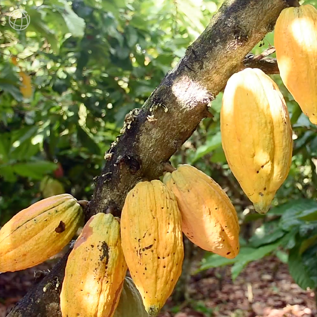 WorldBankGroup's tweet photo. In Ghana, cocoa farmers are improving their yields and mitigating climate change simultaneously by adopting climate-smart growing practices that help curb deforestation and reduce carbon emissions. Watch this video: https://t.co/ooSfwitD7n https://t.co/rUDC3paT7S