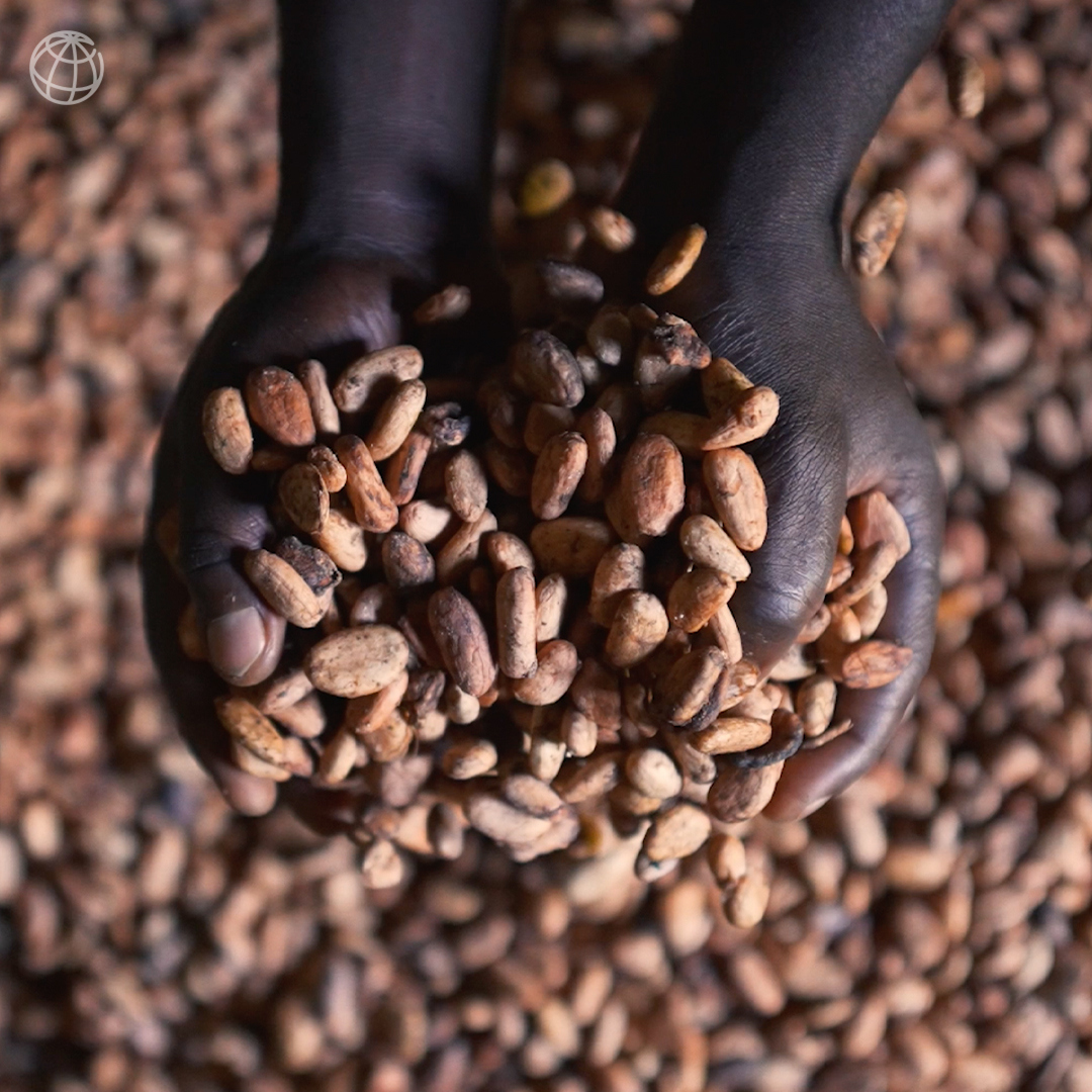 WorldBankGroup's tweet photo. In Ghana, cocoa farmers are improving their yields and mitigating climate change simultaneously by adopting climate-smart growing practices that help curb deforestation and reduce carbon emissions. Watch this video: https://t.co/ooSfwitD7n https://t.co/rUDC3paT7S