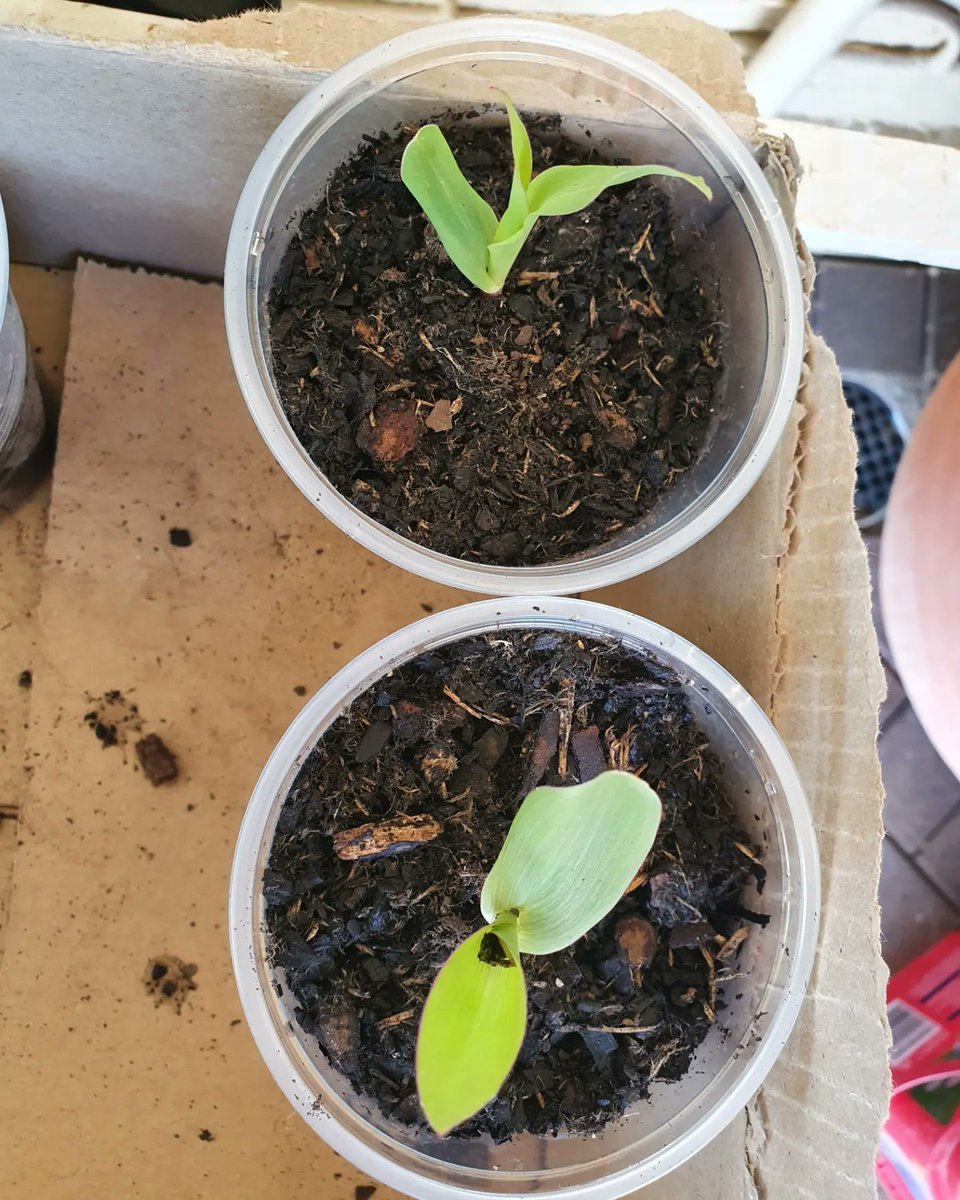 mandysgarden's tweet photo. My first ever year gardening in 2021. Corn seedlings that didn't quite work out.
#corn #cornseedlings https://t.co/YcJZniBPYt