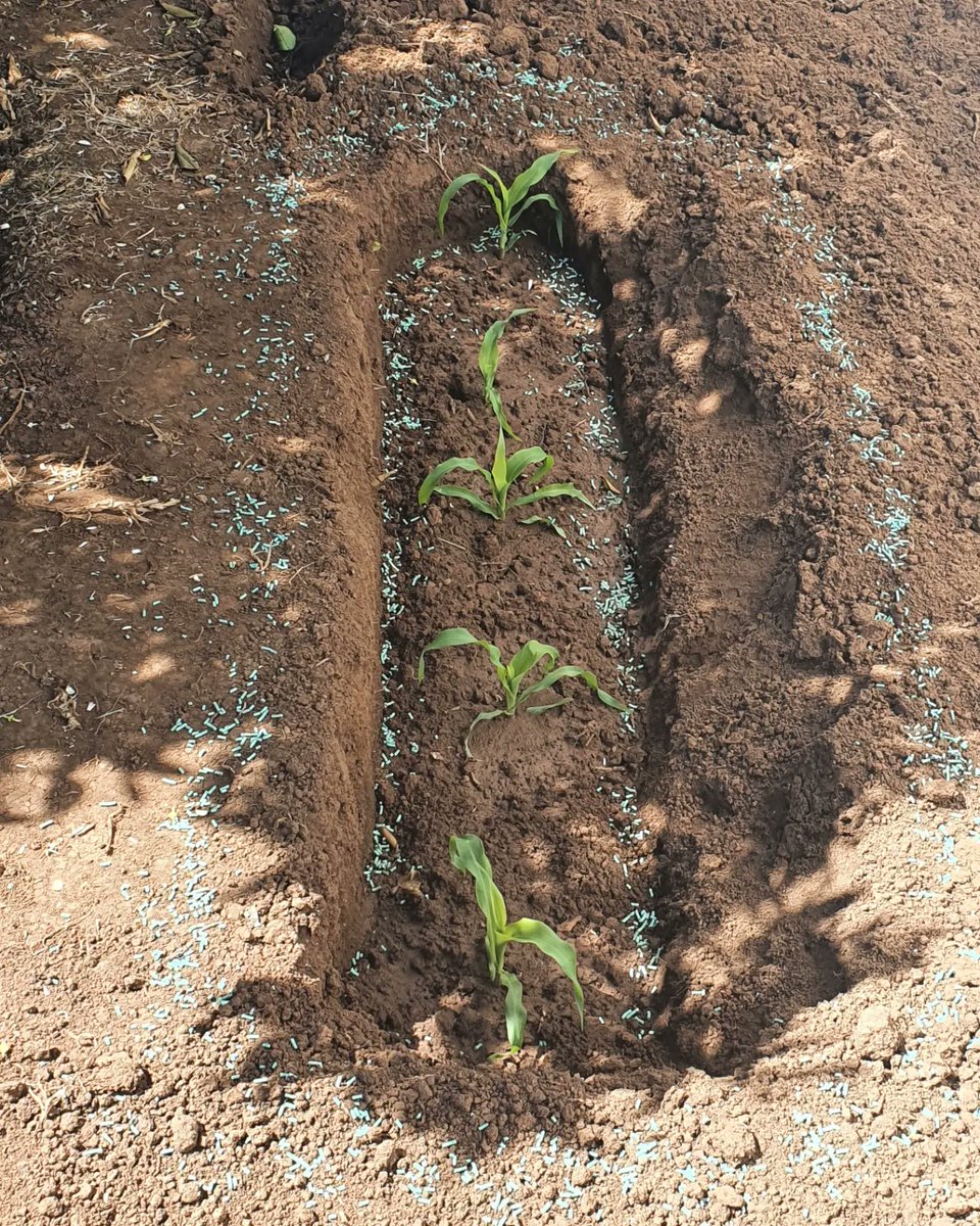 mandysgarden's tweet photo. My first ever year gardening in 2021. Corn seedlings that didn't quite work out.
#corn #cornseedlings https://t.co/YcJZniBPYt