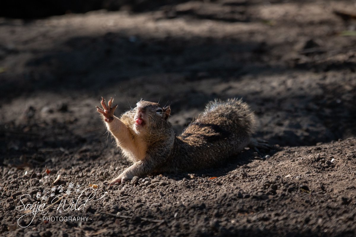 Sonja Wild tweet media