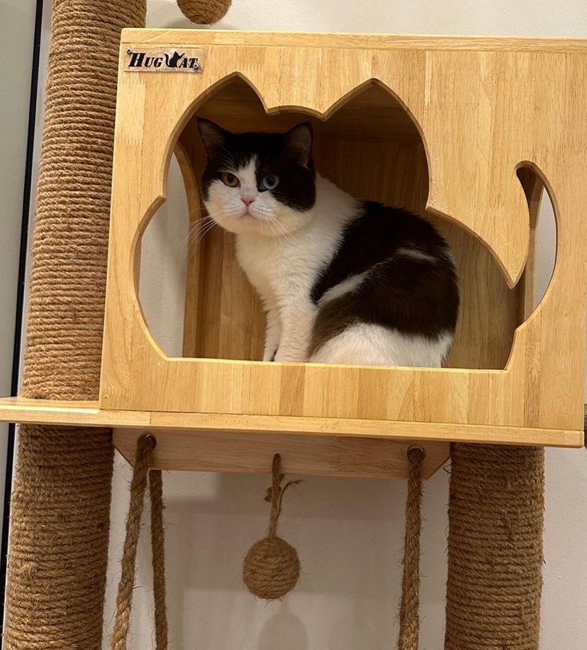 IG thonglorpet

Cat Hotel สบายฝุดๆ🥰
เหมือนบ้านหลังที่ 2ของผม 

#ChooseTheBestForYourPets
#ThonglorPetHospital
#prem_space #thisispiccolo