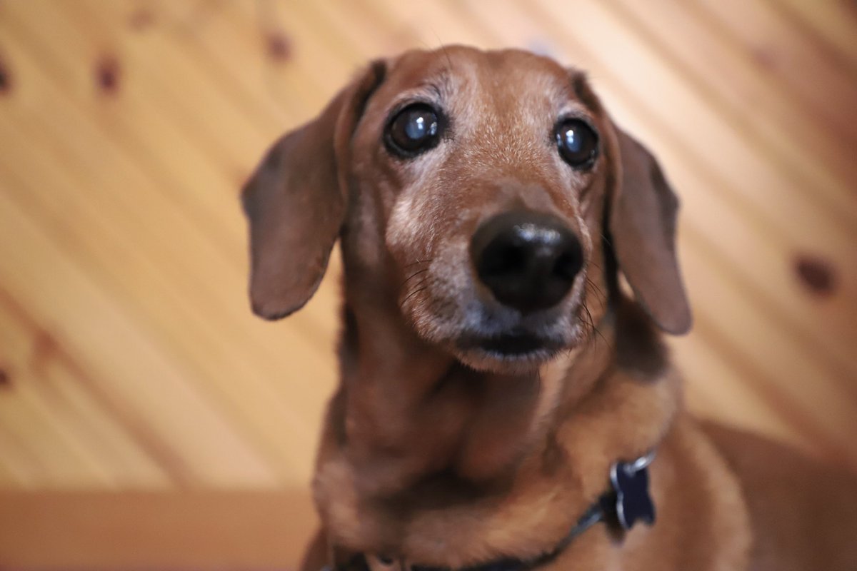PeriodicallCody's tweet photo. @Phil_Sledge Luna is the Poodle and Harvey is the dachshund. https://t.co/IVgbDEawLe