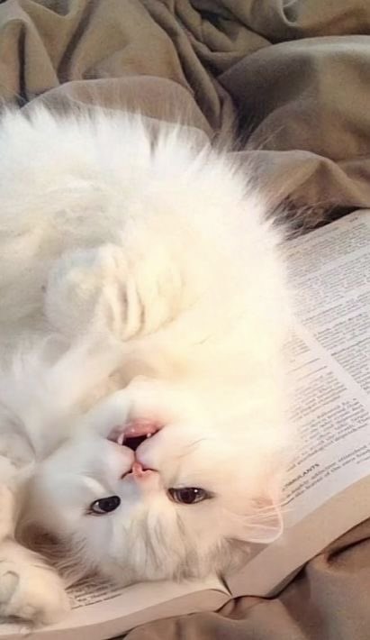 WHITEWOLFSGT's tweet image. I just wanted to read in peace, but clearly she won’t let that happen.