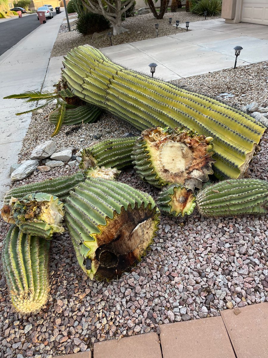 So hot here in Arizona . Our plants are feeling it , even the ones that could survive hundred years of heat here. We lost our beautiful at least 300+ years old saguaro over 30 ft tall last night :( . Feeling sad
#SaguaroSunday #Arizona #arizonaheat