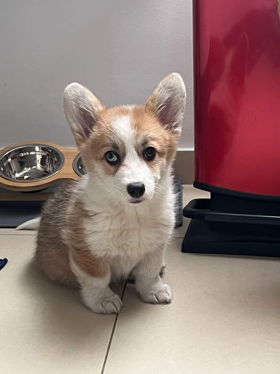 Corgi_Lover_s's tweet photo. Fergie, 12 Weeks. Her First day at the new Home in Vienna https://t.co/N6S5CeuBXW