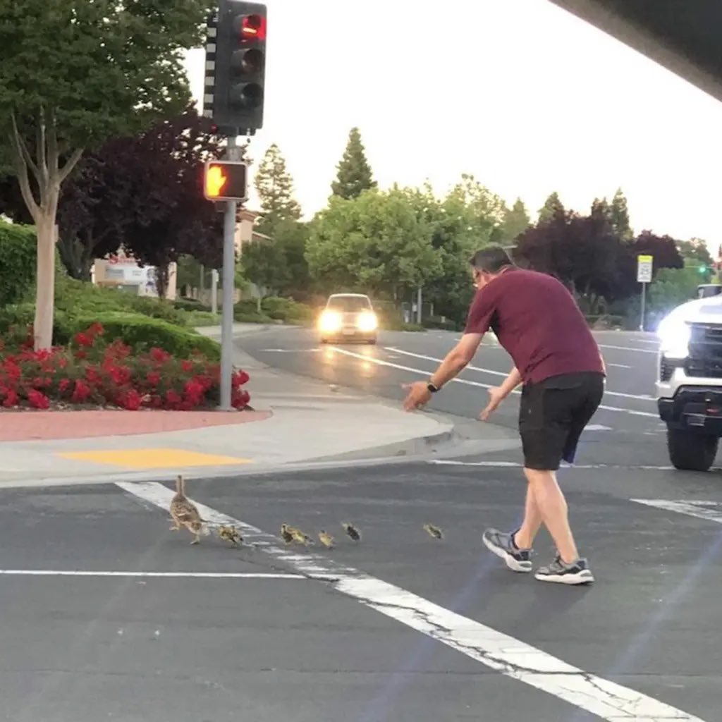 ข่าวนี้คือเศร้าชิบหาย คือมีคุณลุงคนนี้ลงไปช่วยครอบครัวน้องเป็ดข้ามถนน พวกน้องเป็ดเดินช้าข้ามถนนไม่ทัน ลุงเลยกลัวน้องเป็ดโดนรถขับมาชน เลยพาข้ามถนนจนคนแถวนั้นพากันชื่นชม แต่พอช่วยน้องเป็ดข้ามถนนแล้ว ลุงกลับโดนเด็กวัยรุ่นขับรถมาชนกระเด็นจนเสียชีวิตหลังจากช่วยน้องเป็ดไว้ 😢