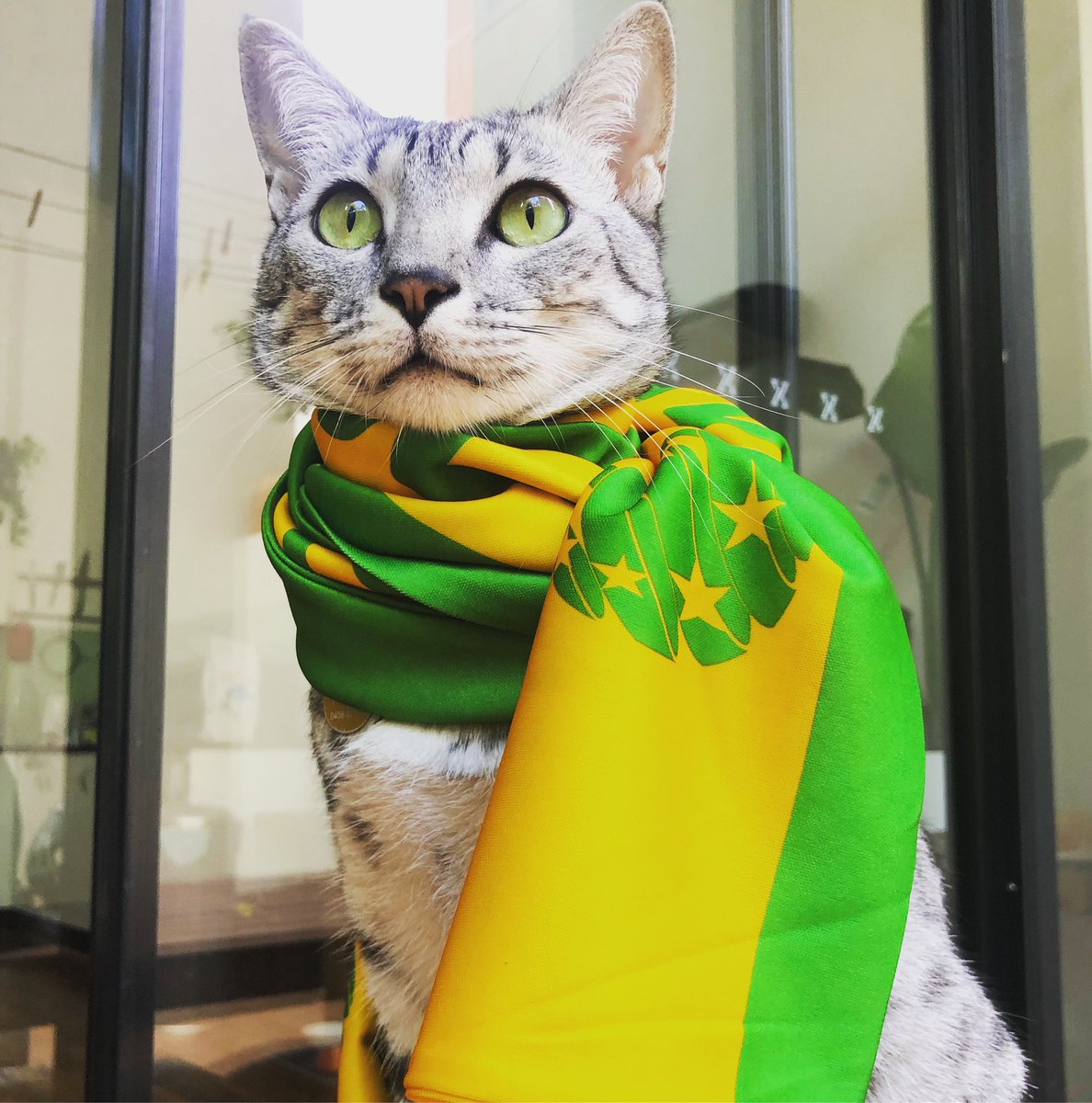 CJFentiman's tweet photo. Go Matilda’s! #womensworldcup2023 #matildas #fifaworldcup @carolinehanna17 https://t.co/84YgJ4l9jE