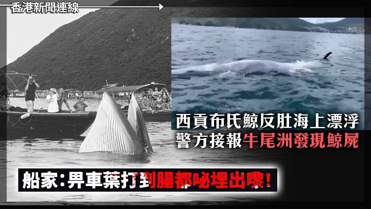 hkStephenSYY's tweet photo. 西貢海域出沒的布氏鯨引起了公眾的高度關注，一度有人租船圍觀追拍，近期更被發現其背部出現由螺旋槳造成的傷痕。警方接報在西貢牛尾洲附近海域發現了一條鯨魚屍體，疑似是該布氏鯨。更有影片流傳船家發現鯨屍，表示「畀車葉打到啲腸都咇埋出嚟」。

全文：https://t.co/rqAyWi5qCq https://t.co/KQW9OWScGX