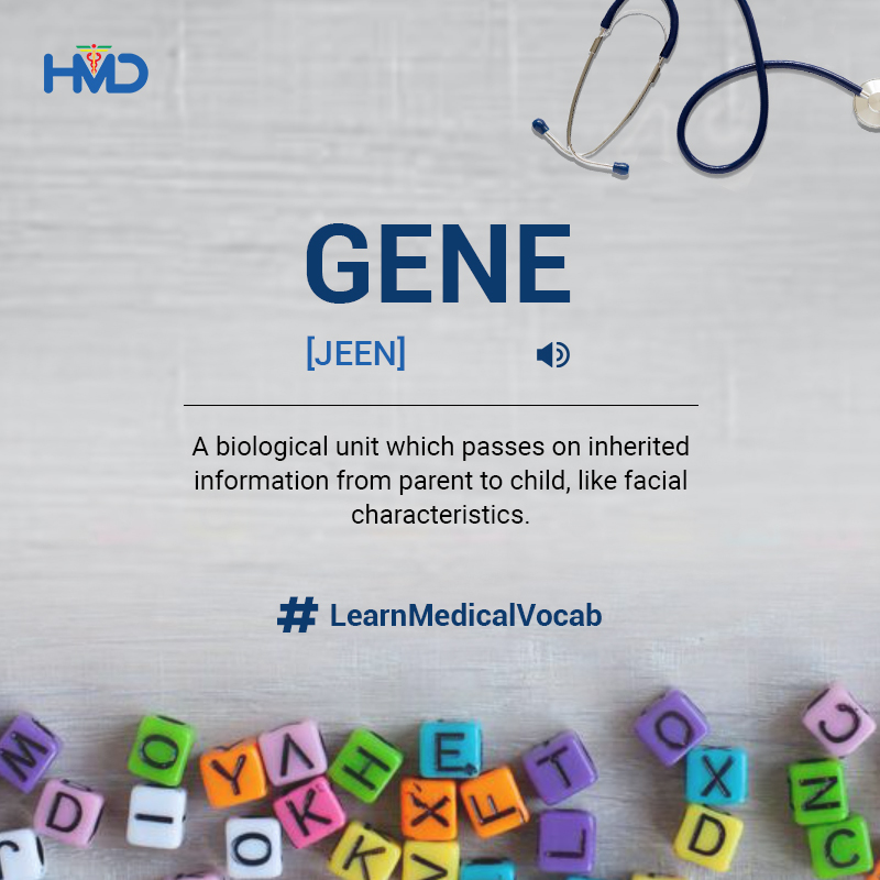 hmdhealthcare's tweet photo. Genes are like the blueprints of life that hold the key to our unique traits and characteristics. They play a crucial role in shaping who we are! #glossary #gene #medicalterm #medicalglossary #learn #vocabulary #newlearning #newword #wordoftheday https://t.co/hKOvkbUvRr