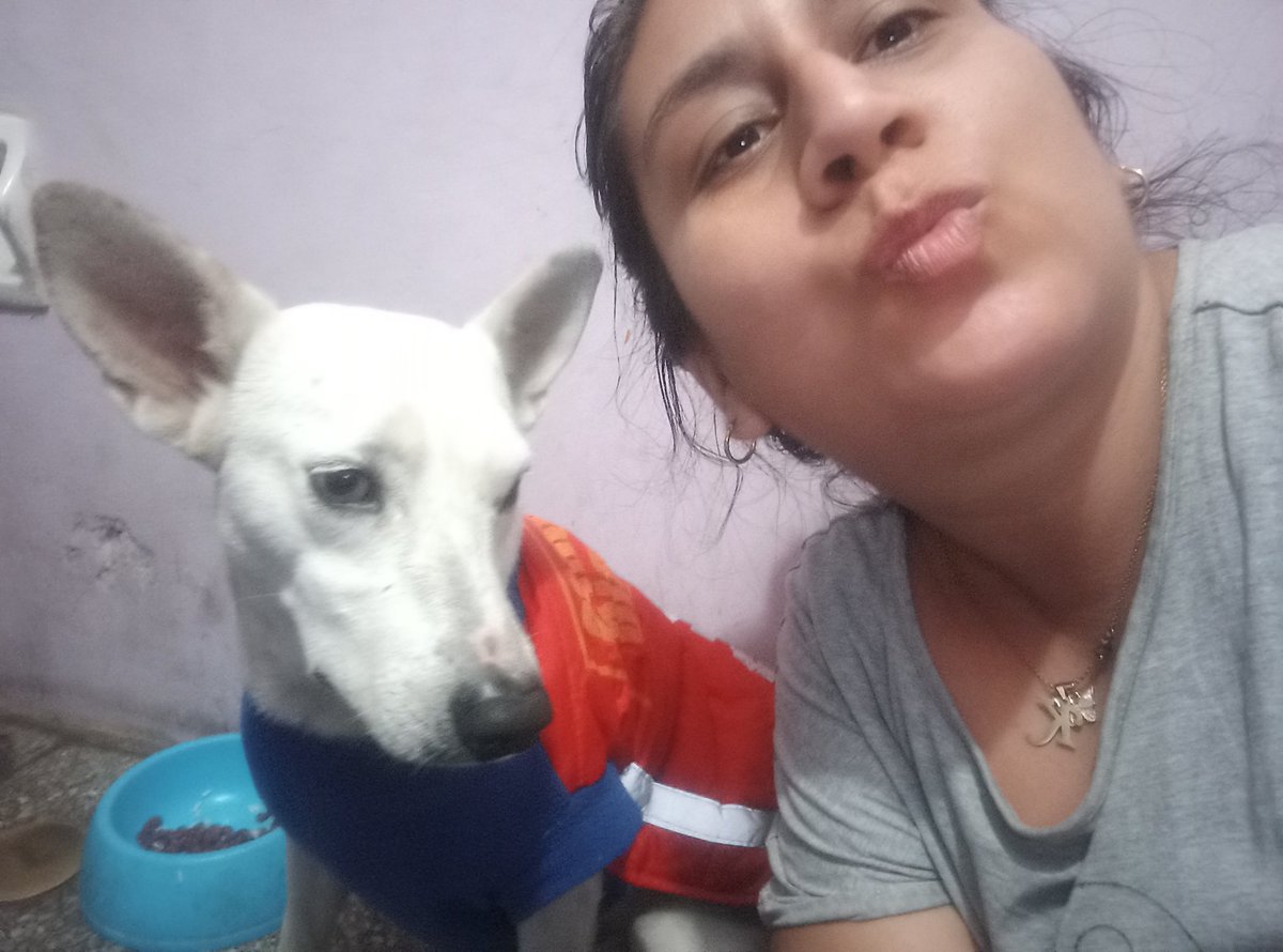 Peluadopres's tweet image. Amigos mañana Lunes debemos sacarle exámenes completos S/.125 por favor quien quiera unirse al caso de BELLITA agregue al WhatsApp 948302713 🙏 tenemos q avanzar por su recuperación 🙌 Gracias 
#cadenadeayuda BELLITA 🐶💗🙌