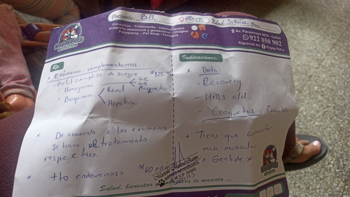 Peluadopres's tweet image. Amigos mañana Lunes debemos sacarle exámenes completos S/.125 por favor quien quiera unirse al caso de BELLITA agregue al WhatsApp 948302713 🙏 tenemos q avanzar por su recuperación 🙌 Gracias 
#cadenadeayuda BELLITA 🐶💗🙌