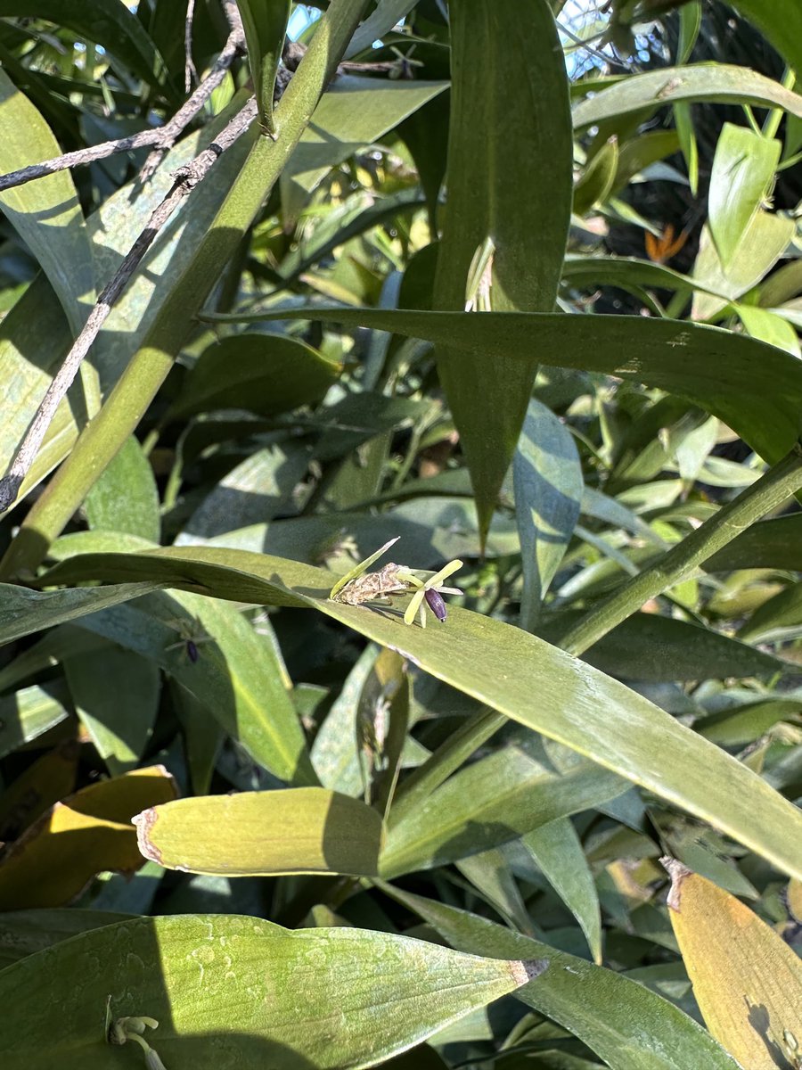 lost_in_botany's tweet photo. #Ruscus aculeatus unusual leaf like phyllodes with their flowers sitting nicely in the middle of them! https://t.co/0cZBwJIer8