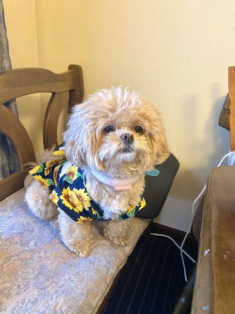 comani_rita's tweet photo. 去年から着てるこの浴衣がとてもお気に入り〜〜🧸🌻世界一浴衣似合うよ！！だいすきだよ！！！！！！ https://t.co/OapSa2XNh5