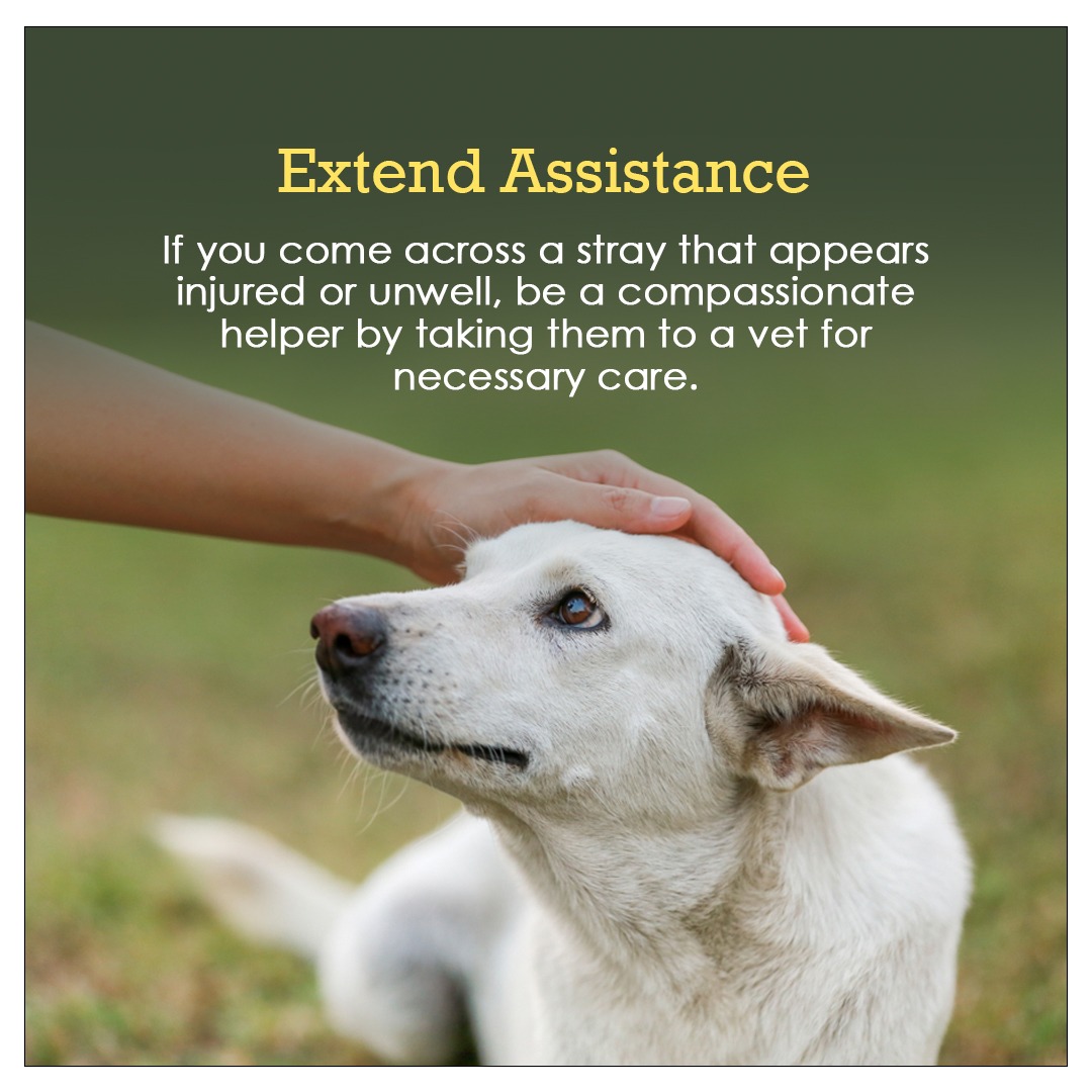 CgsHospital's tweet photo. You can take care of stray animals during the #monsoon and can make a significant difference in their lives. https://t.co/soSiLz8aey