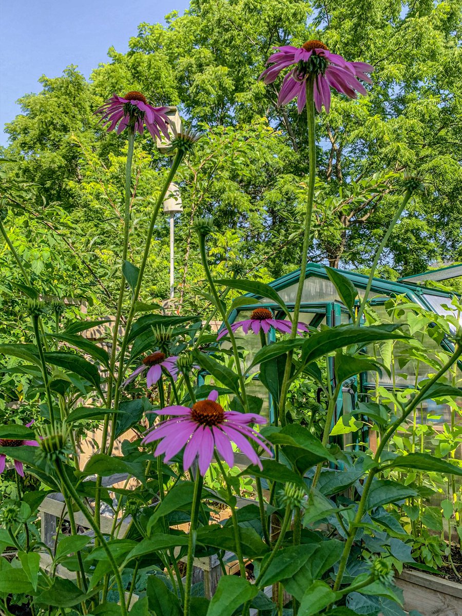 planted_garden's tweet photo. Echinacea has the power to strengthen your immune system https://t.co/lR0gN4orHC