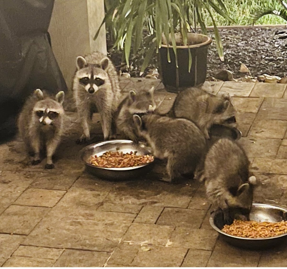carlaacarlson's tweet image. Lordy, Lordy… we have a house full tonight… I should name them! 😂😂 #AnimalsOfTwitter #CarlasCritters