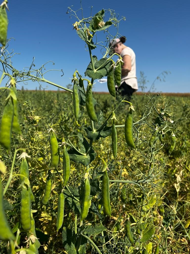 We had a great visit to our test plots in Germany, where we are partnering with @BayWaAG and local farmers to develop new pea protein ingredients made from Equinom ultra-high protein yellow peas. Thanks @AvichaiAmrad, <a href="/MariaHuber/">Maria Huber</a>, and the Huber family for the warm hospitality! 🍰