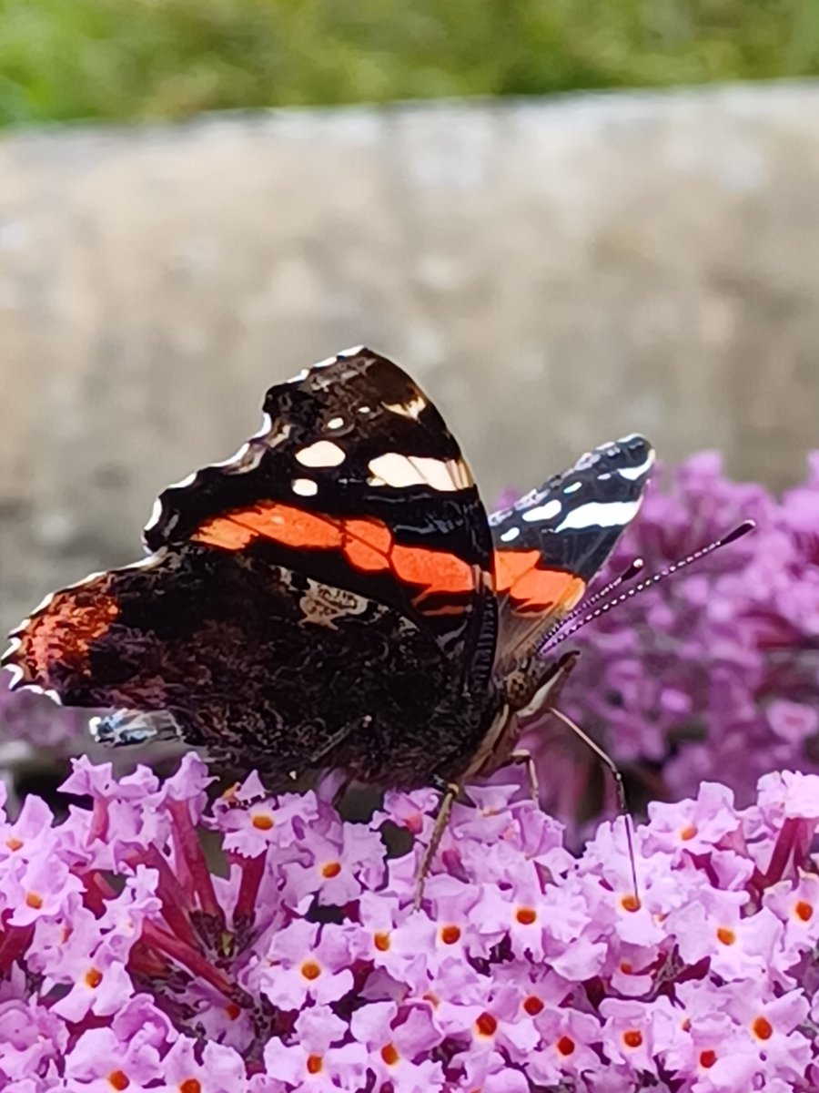 Every Count Counts! Have you done one yet? 🦋 Brilliant way to spend 15 minutes and helping protect our natural heritage too. 💚 #NaturesMindfulness #ConnectWithNature #SaveButterflies #MothsMatter @NAGreenHealth @North_Ayrshire @NAC_FLT @NAHSCP @NAyrshireCPP @NACHeritage