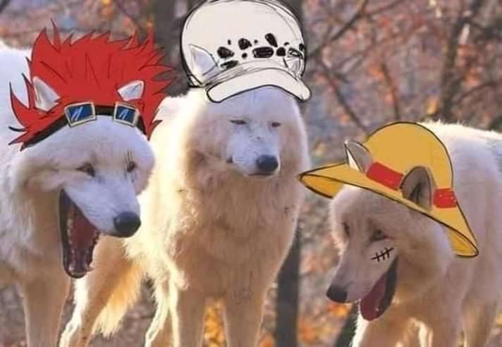 Anime : One Piece