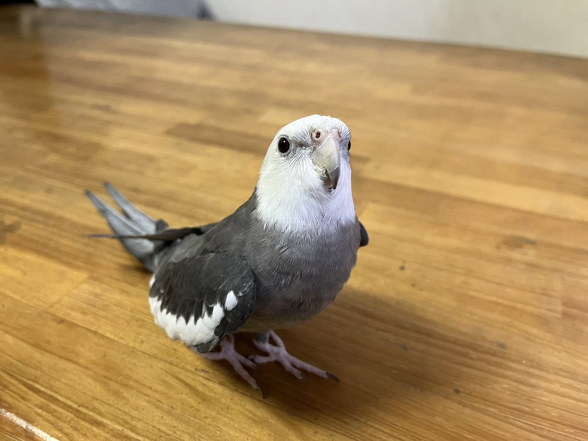 bc8AFzOchgsNjsS's tweet photo. 7/31(土)18時ごろ私の不注意でオカメインコが逃げてしまいました。名前はレノです。

見かけた方がいらっしゃいましたら、一報をおねがいします。

どうか皆様のお力をおかしください。
よろしくお願いします。

広島県呉市広白石付近です。
#オカメインコ
 #迷子
#捜索中 https://t.co/WCrTE42uFX