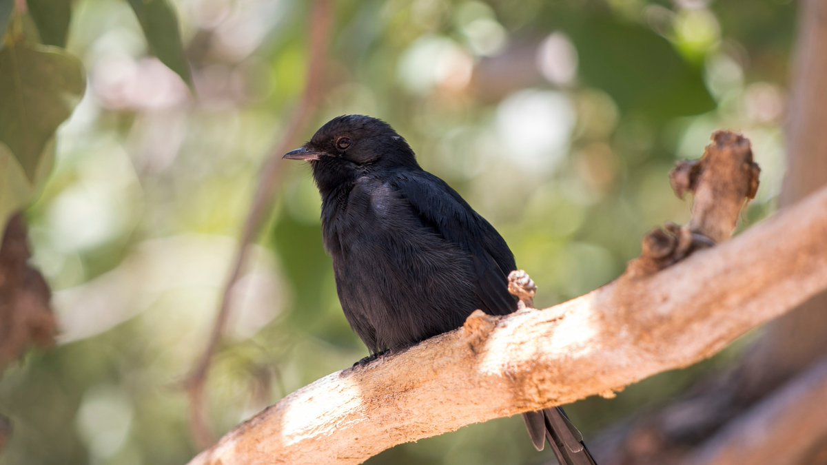 🌿🔍 Fun Fact: 

Did you know that Entabeni is home to a diverse range of bird species, making it a birdwatcher's paradise? 🦜📸🌳 From vibrant kingfishers to majestic eagles, our skies are filled with feathered wonders. 🦅🌍 

📌Learn more - entabeni.co.za
