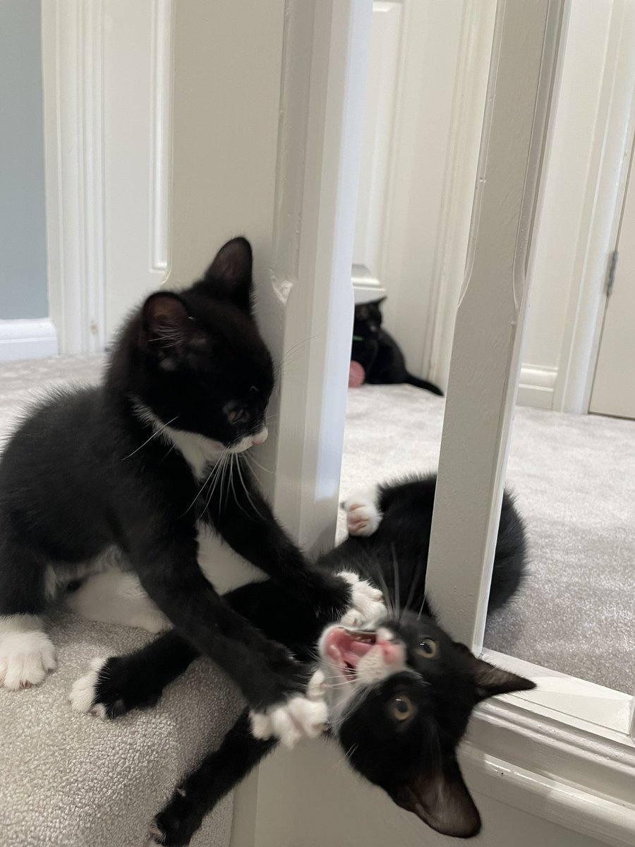 Lynsey (@misslyns27) on Twitter photo 3 night emergency foster care for these dudes turned into 9! But what a source of entertainment!! 😂 <a href="/ladbible/">LADbible</a> <a href="/CatsProtection/">Cats Protection</a> <a href="/ShouldHaveCat/">Why you should have a cat</a> <a href="/catsnkittys/">Cats and Kittens</a> <a href="/catsofinstagram/">Cats of Instagram</a> <a href="/weirdlilguys/">cats being weird little guys 👅</a> #KittensOfTwitter #CatsOfTwitter #AdoptDontShop #Foster #fosterkitten #catsofinstagram 3 night emergency foster care for these dudes turned into 9! But what a source of entertainment!! 😂 <a href="/ladbible/">LADbible</a> <a href="/CatsProtection/">Cats Protection</a> <a href="/ShouldHaveCat/">Why you should have a cat</a> <a href="/catsnkittys/">Cats and Kittens</a> <a href="/catsofinstagram/">Cats of Instagram</a> <a href="/weirdlilguys/">cats being weird little guys 👅</a> #KittensOfTwitter #CatsOfTwitter #AdoptDontShop #Foster #fosterkitten #catsofinstagram