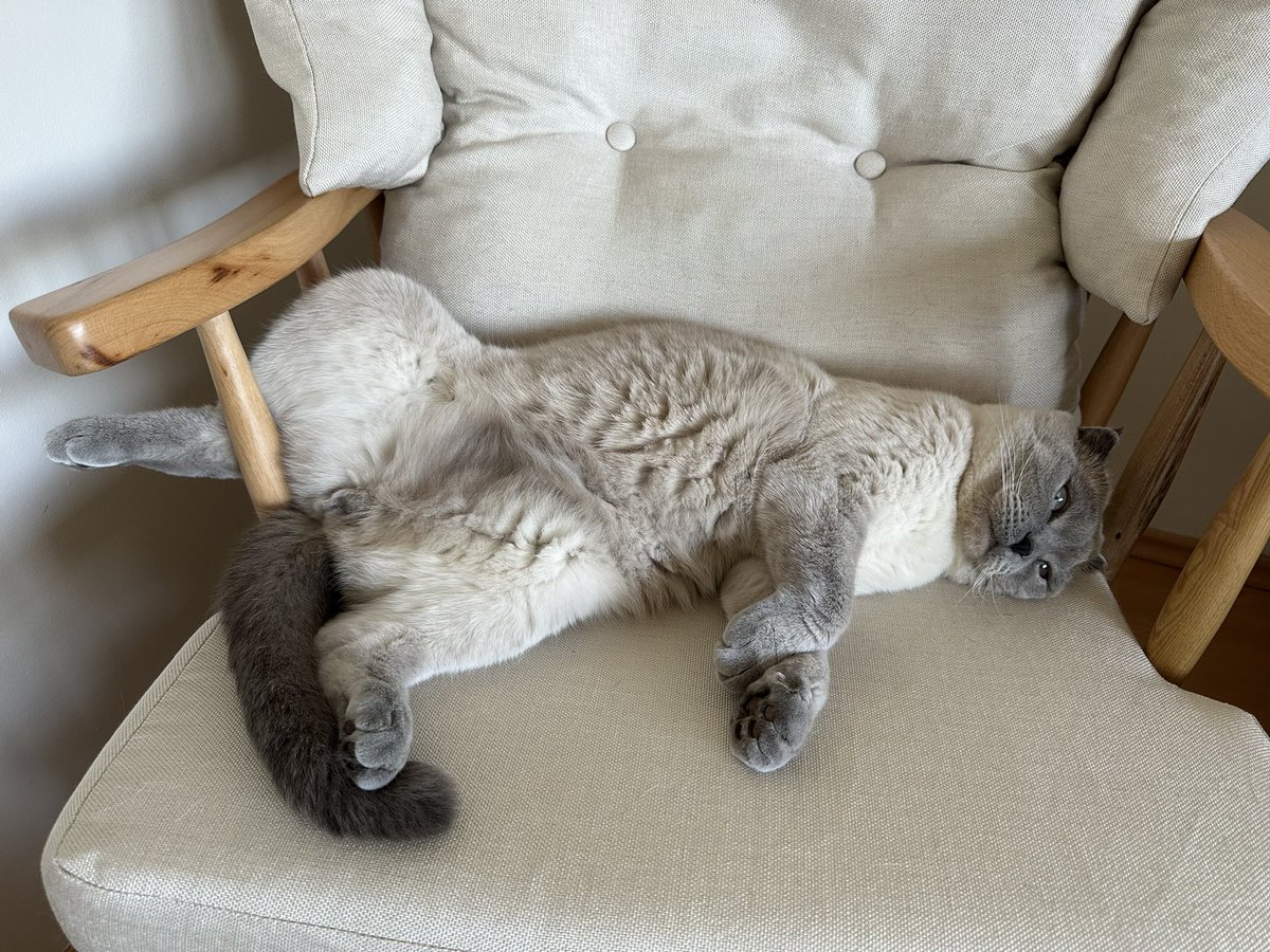 Dobbyningobusu's tweet photo. Çuk sıck 🐾 https://t.co/xf66dK61OR