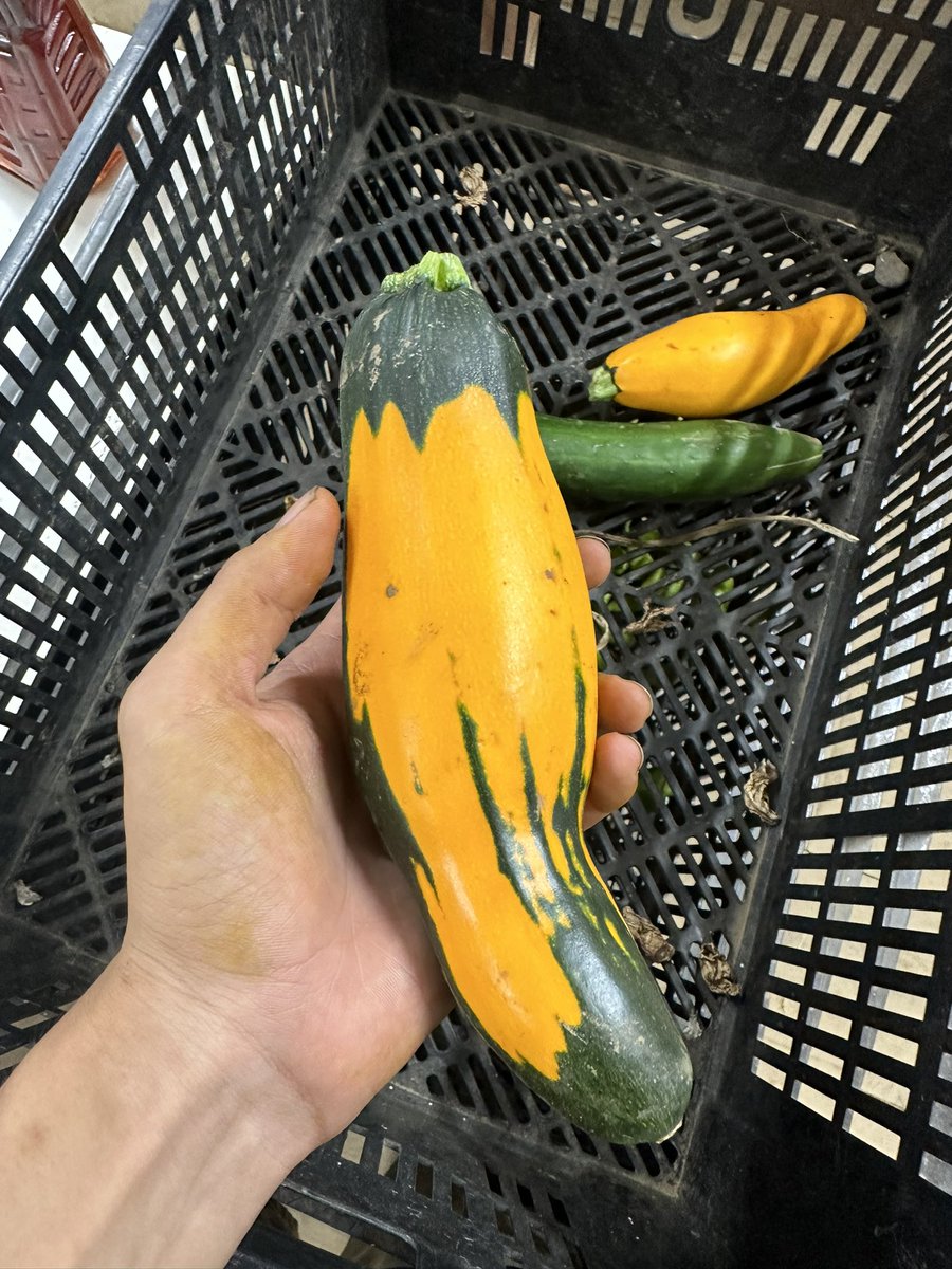 おそらく緑のズッキーニと黄色のズッキーニが交配してできたズッキーニ😳
自然のアート🎨