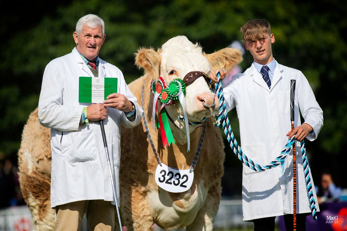 British Simmental tweet media