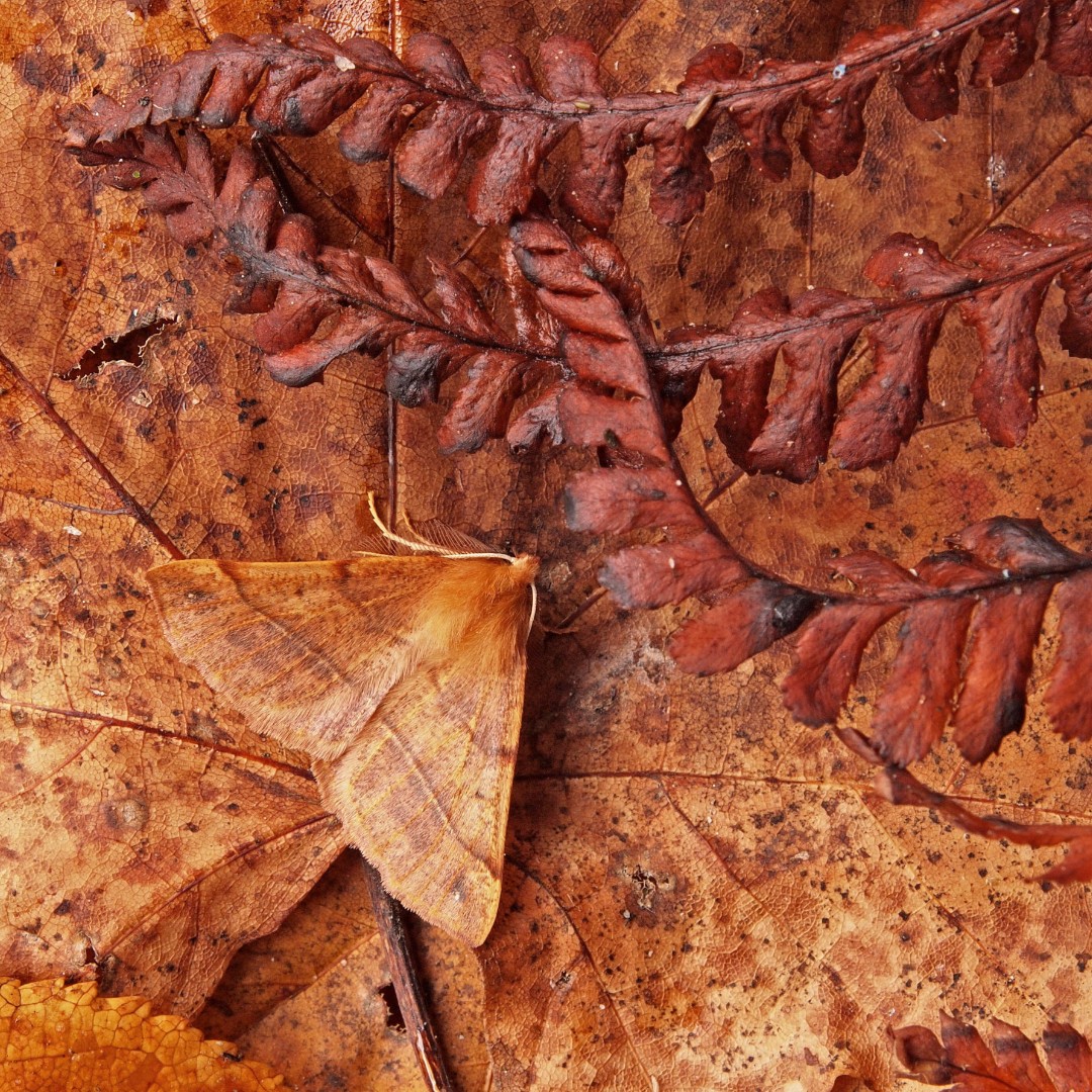 RoyEntSoc's tweet photo. Want to know more about an #insect you’ve found? 🦋

#Identify an insect with our #experts: https://t.co/Yqu5p2uXIk

📸Autumnal feathered thorn #moth (#Colotois pennaria) - #InsectWeek Commended 2016 O18 © David Fotheringham

#WhatsThisBug https://t.co/3rn6gU6KN2