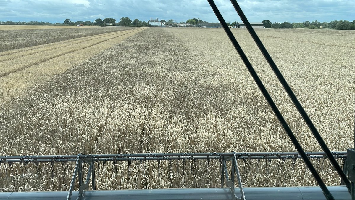 essexwindyfarm's tweet photo. Shocker. BYDV took 50% wheat yield on this small block after potatoes sown 12th Oct.

Hallmark sprayed early Nov, aphids migrated in AFTER this! 

Area on right shows a repeat treatment 6th December to run the sprayer out…

No insecticides vs changing climate = a challenge https://t.co/CUqq998eCr