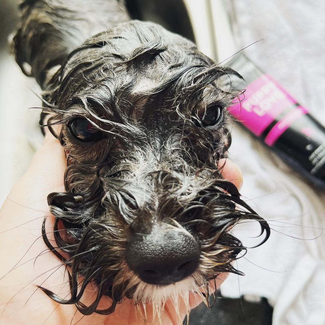 We can’t figure out whether Ozzy is happy or sad about his freshly washed look - what do you think?

📷 <a href="/wee/">vJustCallMeWee</a>.ozzy