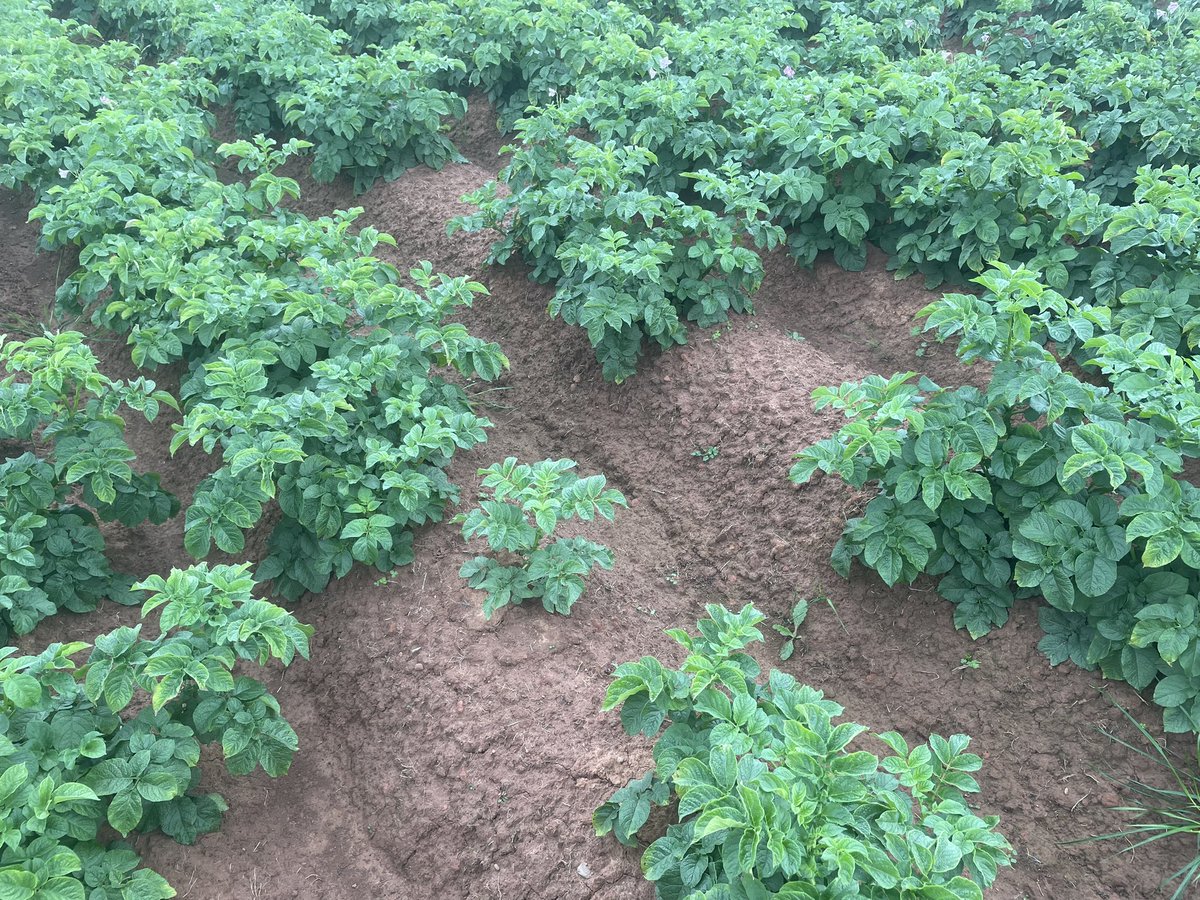 Produce Solutions tweet media