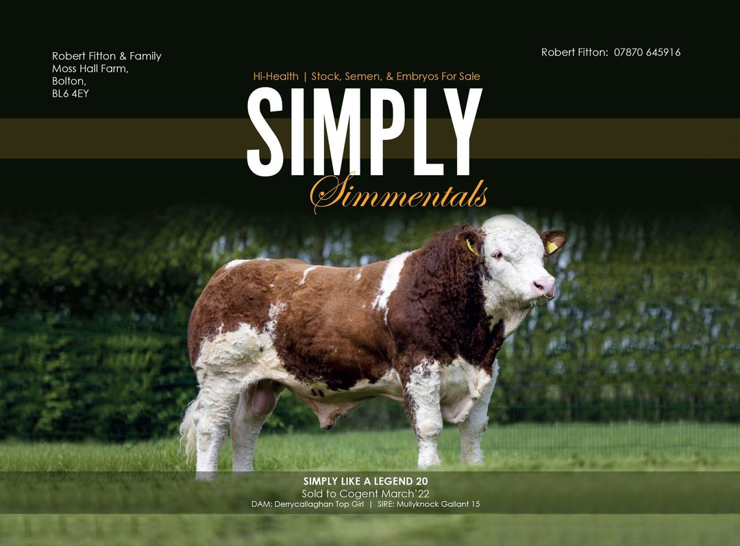 British Simmental tweet media